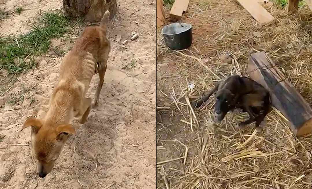Cães que estavam sem comer e beber há três dias são salvos pela Polícia Militar