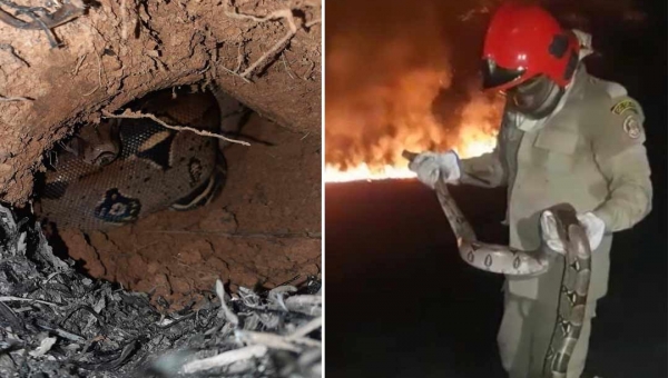 Em meio a incêndio florestal, militares do Corpo de Bombeiros resgatam jiboia em Feijó