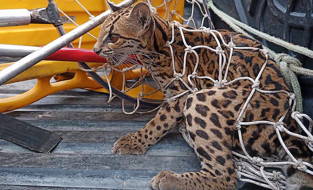 Fugindo de queimadas, jaguatirica é resgatada por bombeiros na BR-364 em Feijó