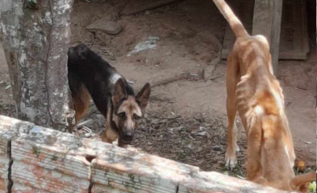 Homem é preso em flagrante por maus-tratos a animais na cidade de Feijó