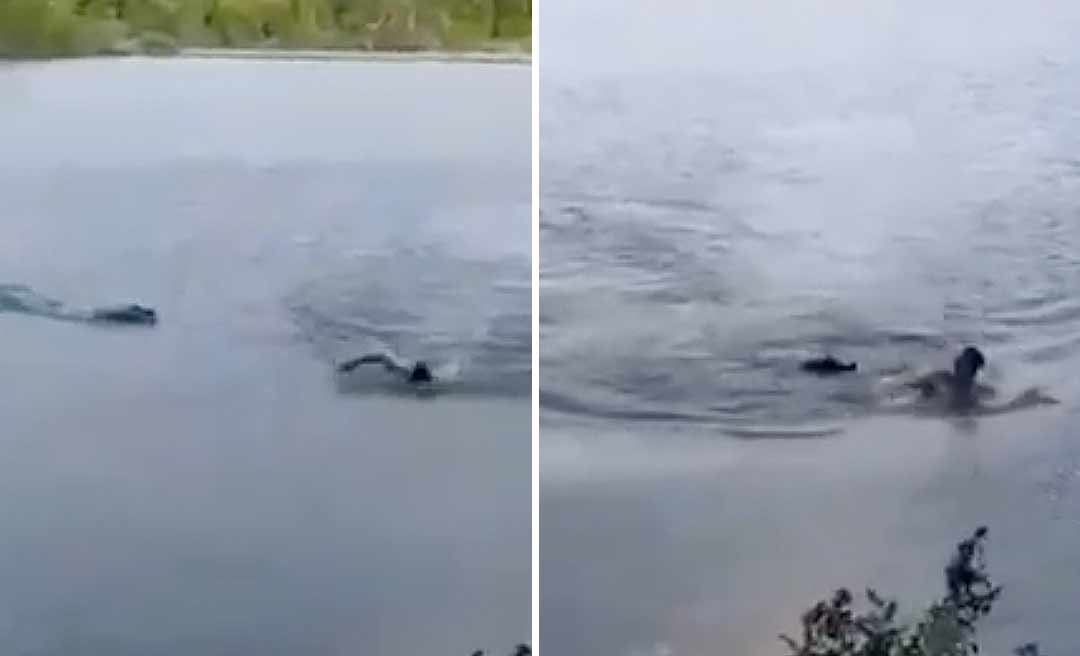 Homem é atacado por jacaré em lago proibido para banho no MS; veja vídeo