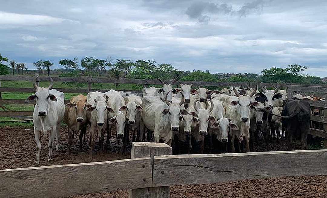 Polícia recupera 11 cabeças de gado furtadas e indicia três pessoas pelo crime no Ramal do Otacílio