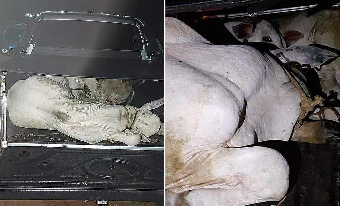 Bandidos rendem dono de caminhonete e o obrigam a dirigi-la à Estrada do Mutum para furtarem garrotes