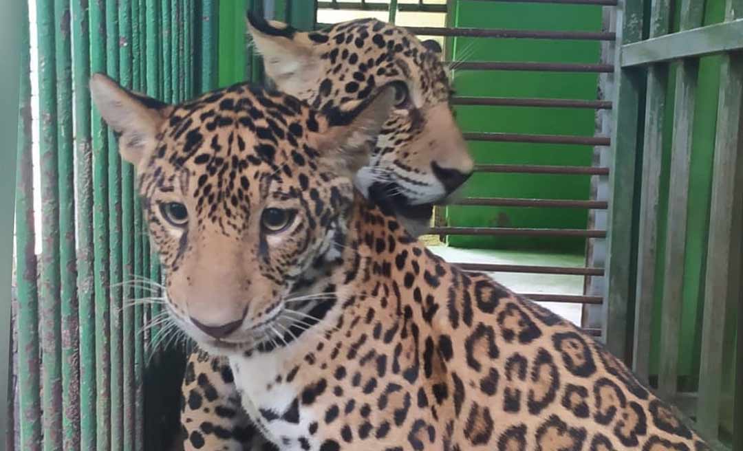 Apelidadas de Maiara e Maraisa, oncinhas são as novas moradoras do Parque Chico Mendes em Rio Branco