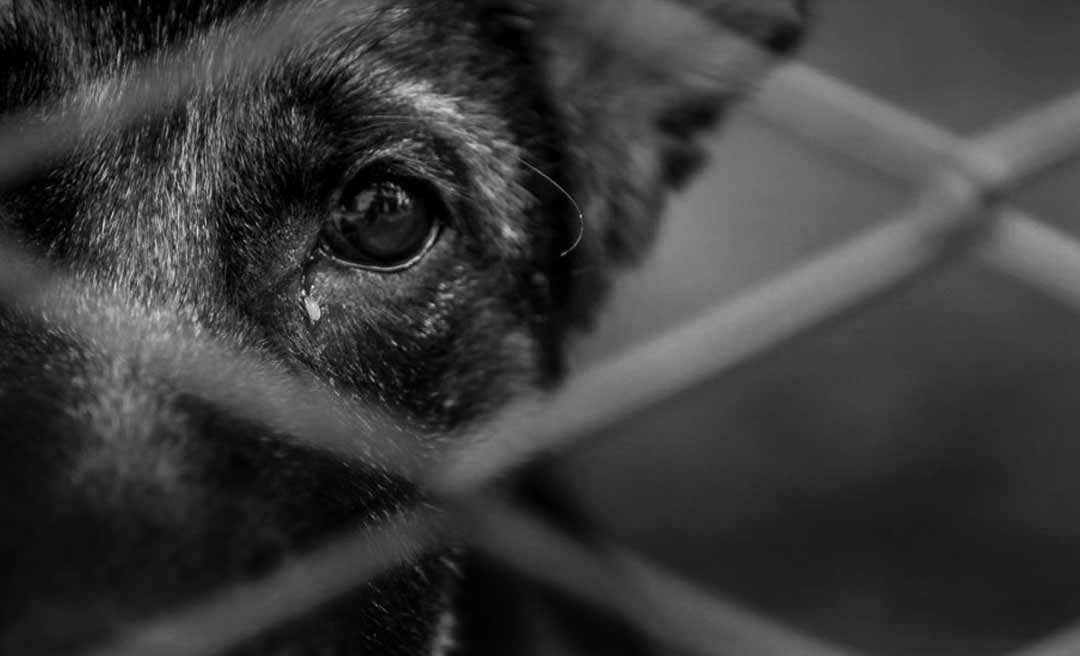 Pessoas condenadas por maus-tratos aos animais não podem ser contratadas pela administração pública, decidem deputados