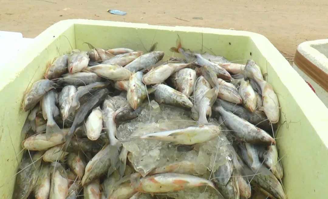 Piracema de mandi movimenta comércio de peixe em Cruzeiro do Sul