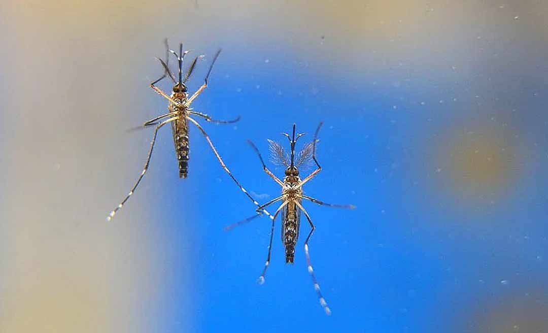  Cientistas mostram preocupação com possível nova variante do zika