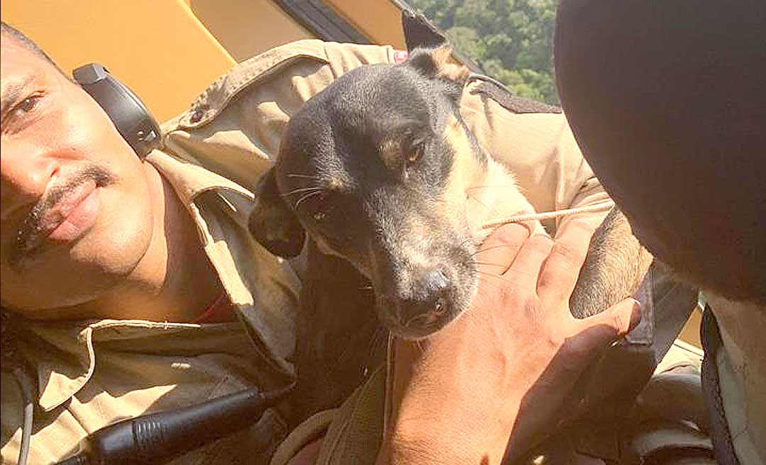 Cãozinho que ajudou no resgate a sobreviventes de queda de aeronave no Acre é transportado em helicóptero e imagem chama atenção