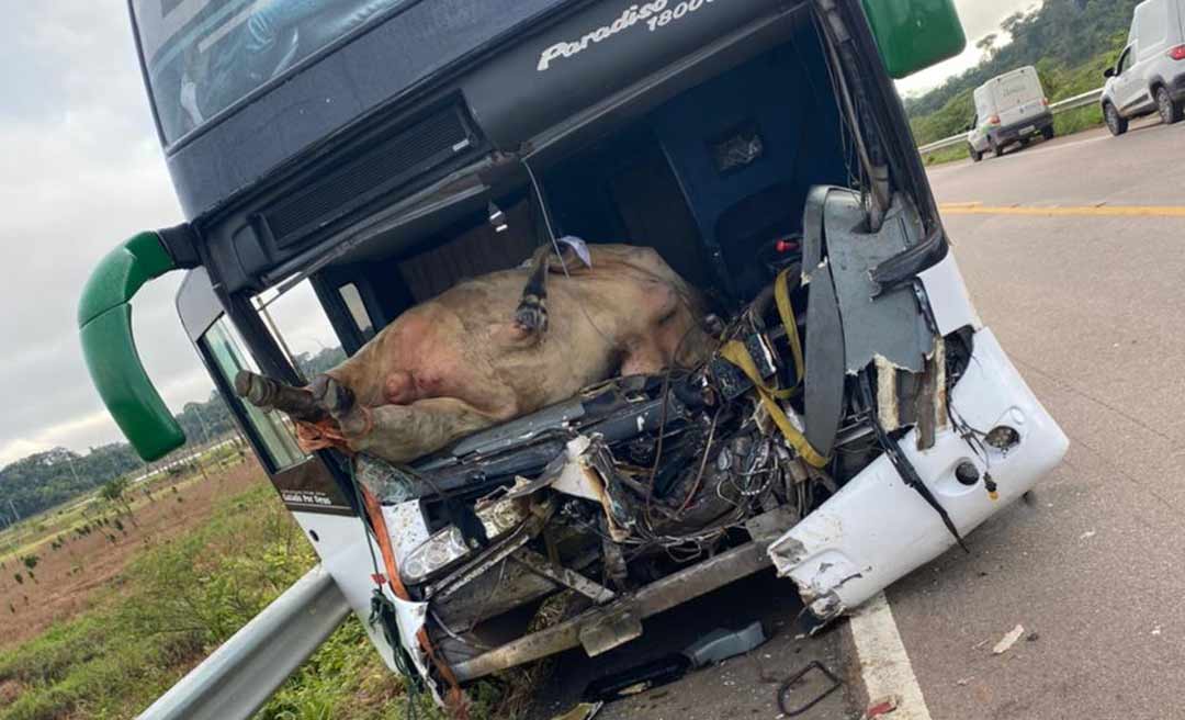 Em RO, boi vai parar dentro de ônibus após ser atropelado na BR-364