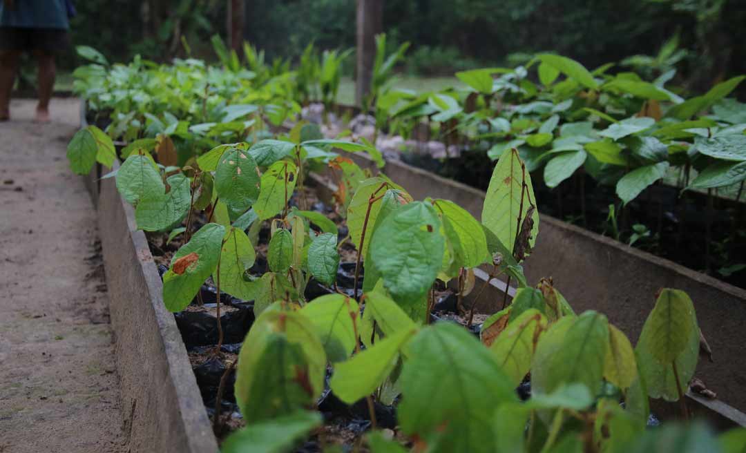 Projeto de reflorestamento planta mais de 5 mil mudas em área indígena no Acre  