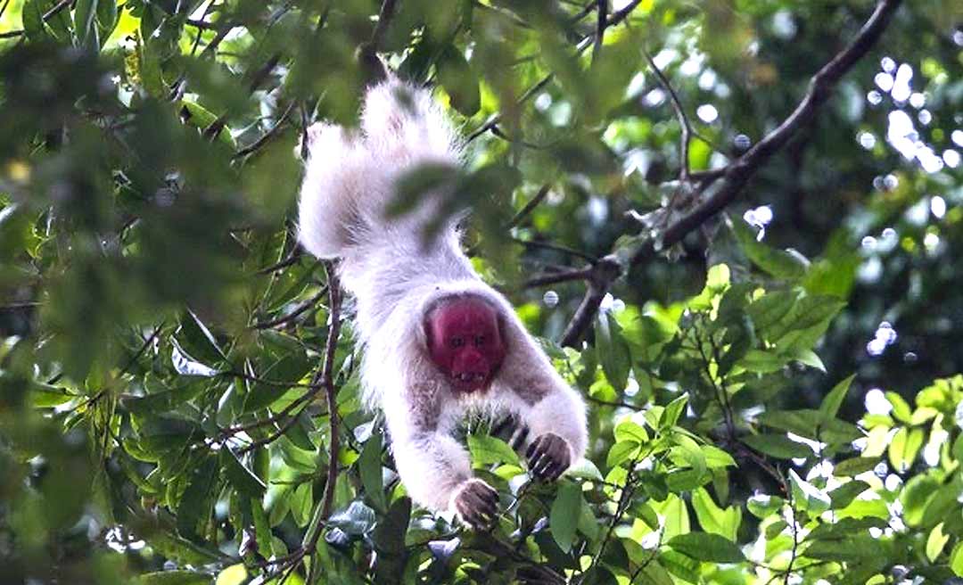 Nova espécie de macaco é encontrada em floresta às margens do rio Tarauacá