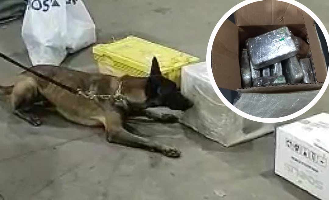 Polícia apreende carga nos Correios de Rio Branco com mais de 10kg de droga que seria enviada para Belém