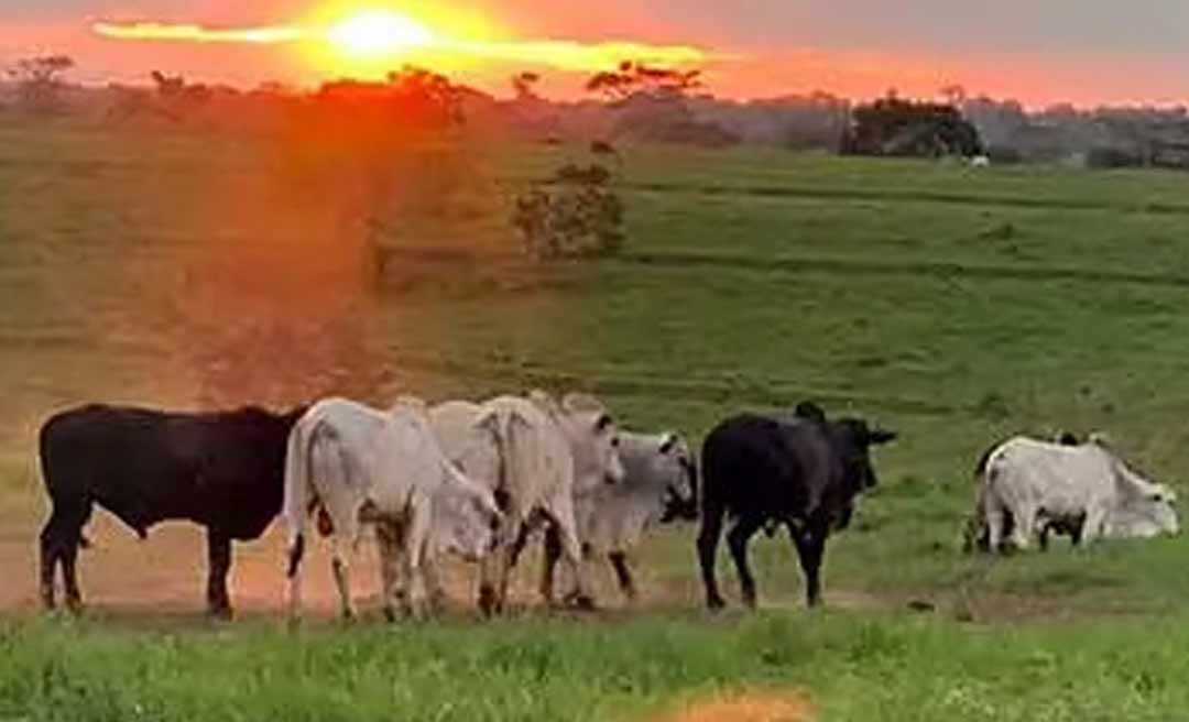 Acre vai sediar fórum para discutir o Plano Nacional de Erradicação da Aftosa