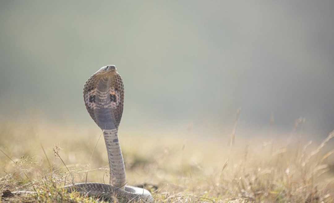 Cobra morre após ser mordida por menino de 8 anos, na Índia: 'num piscar de olhos'