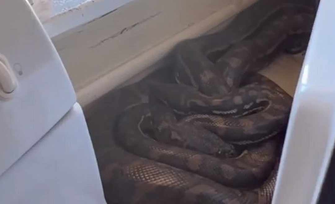 Mulher encontra duas cobras píton atrás de micro-ondas; veja vídeo