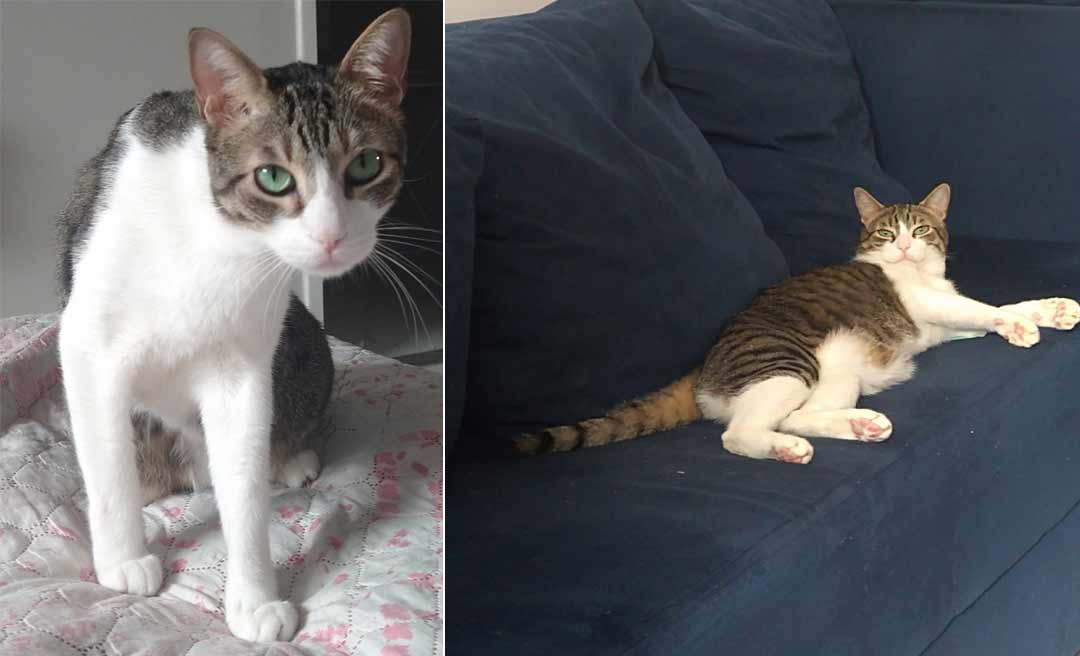 Dona de gato oferece recompensa de R$ 1 mil a quem encontrá-lo em Rio Branco