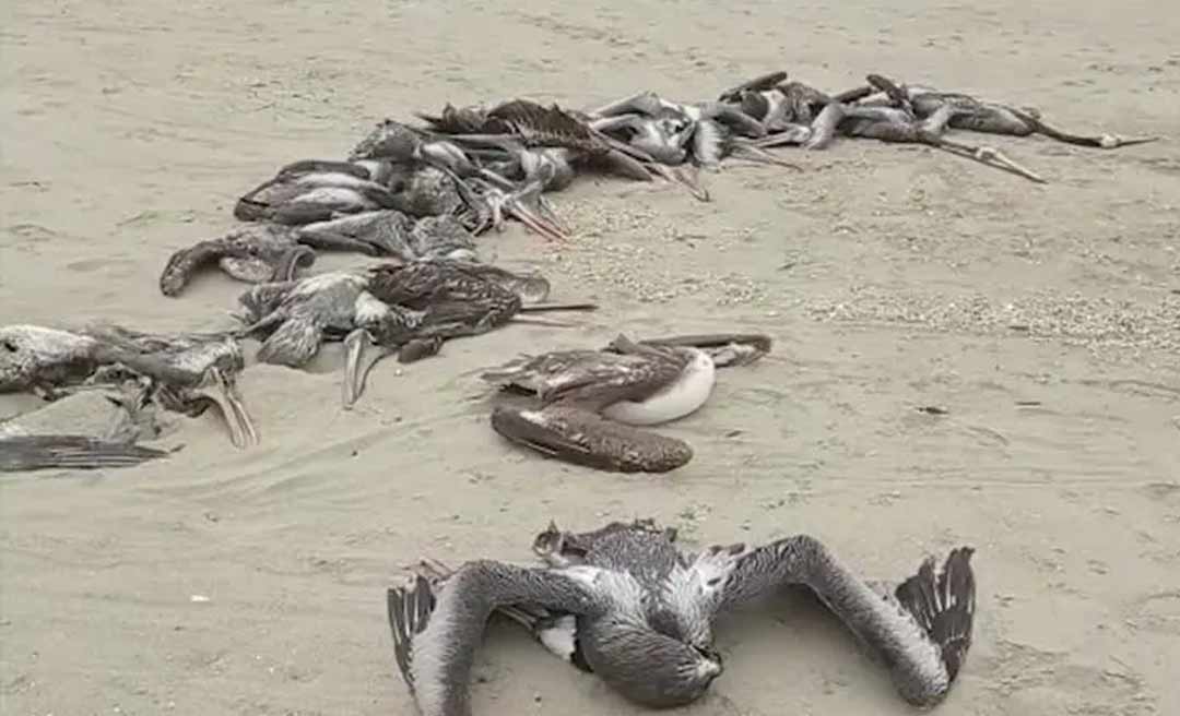 Mais de 13 mil aves morreram após surto de gripe aviária no Peru