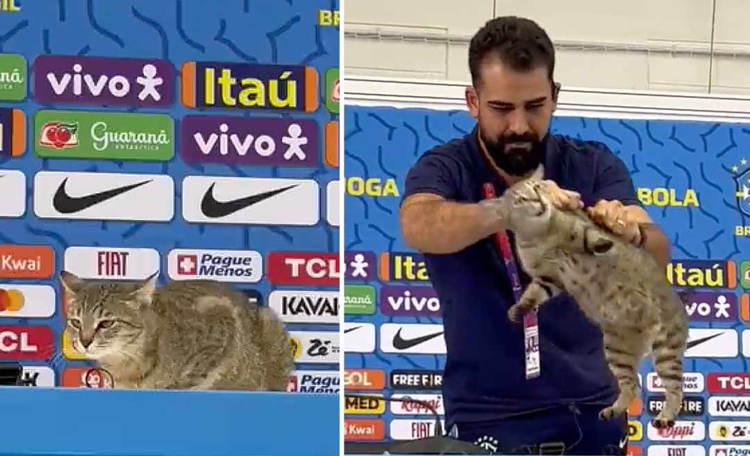 Vídeo: gato invade mesa da coletiva de Vinícius Júnior no Catar e é lançado para fora