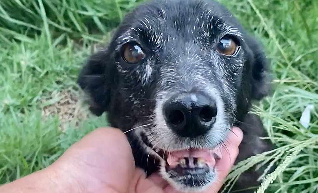 Adotem o "Chico"! Ong de proteção animal faz campanha para que cão idoso tenha um lar