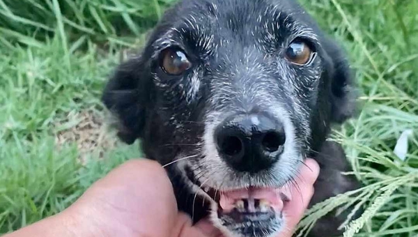 Adotem o "Chico"! Ong de proteção animal faz campanha para que cão idoso tenha um lar