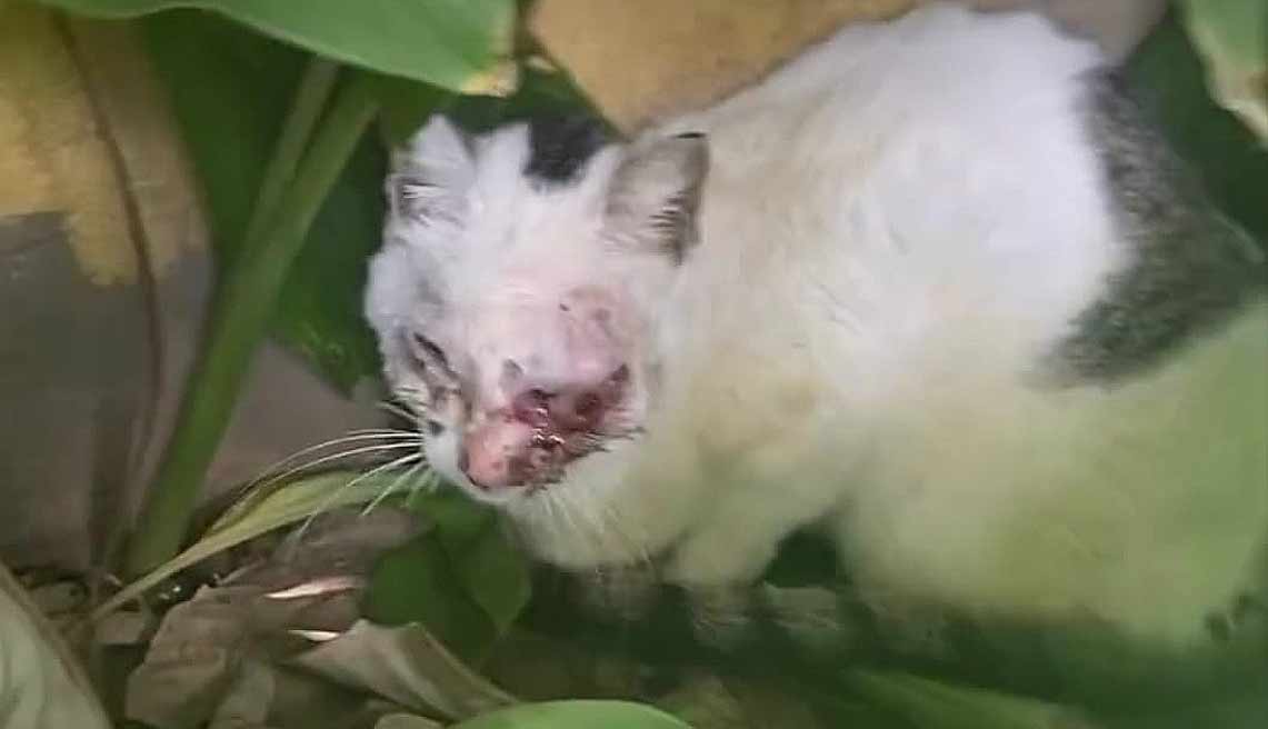 Gata que teve um olho arrancando a golpe de faca é resgatada por Ong de proteção animal