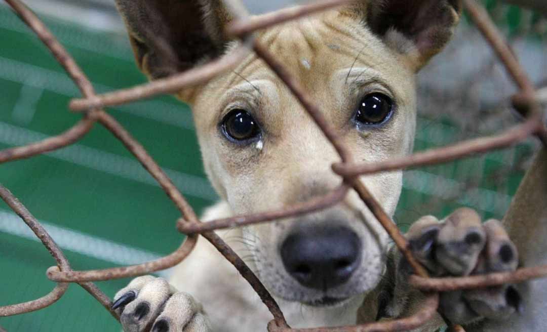 Em Rio Branco, Projeto Amor Animal suspende resgate de cães e gatos por falta de recurso financeiro