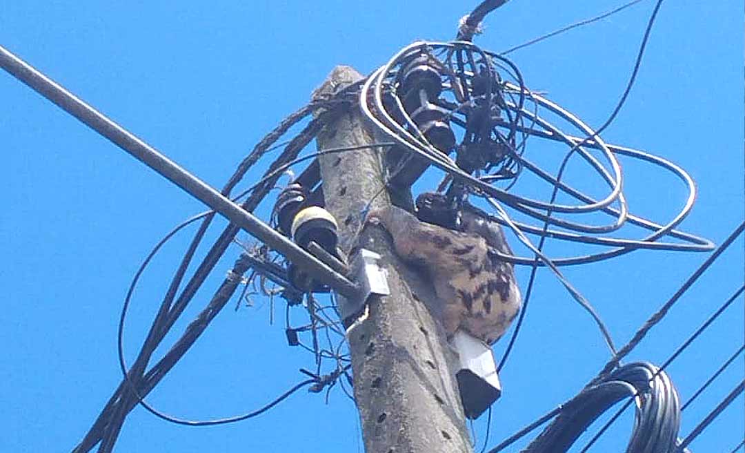 Bicho-preguiça é resgatado por equipe da Energisa em Cruzeiro do Sul 