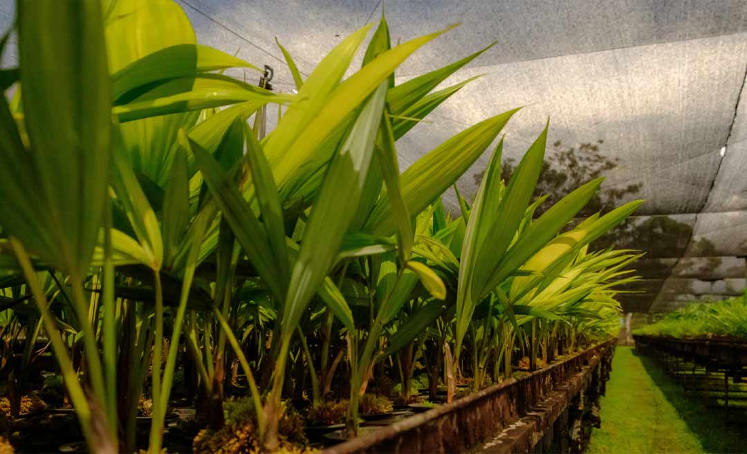 Viveiro da Floresta está doando mudas de espécies florestais e frutíferas