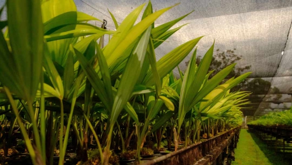 Viveiro da Floresta está doando mudas de espécies florestais e frutíferas