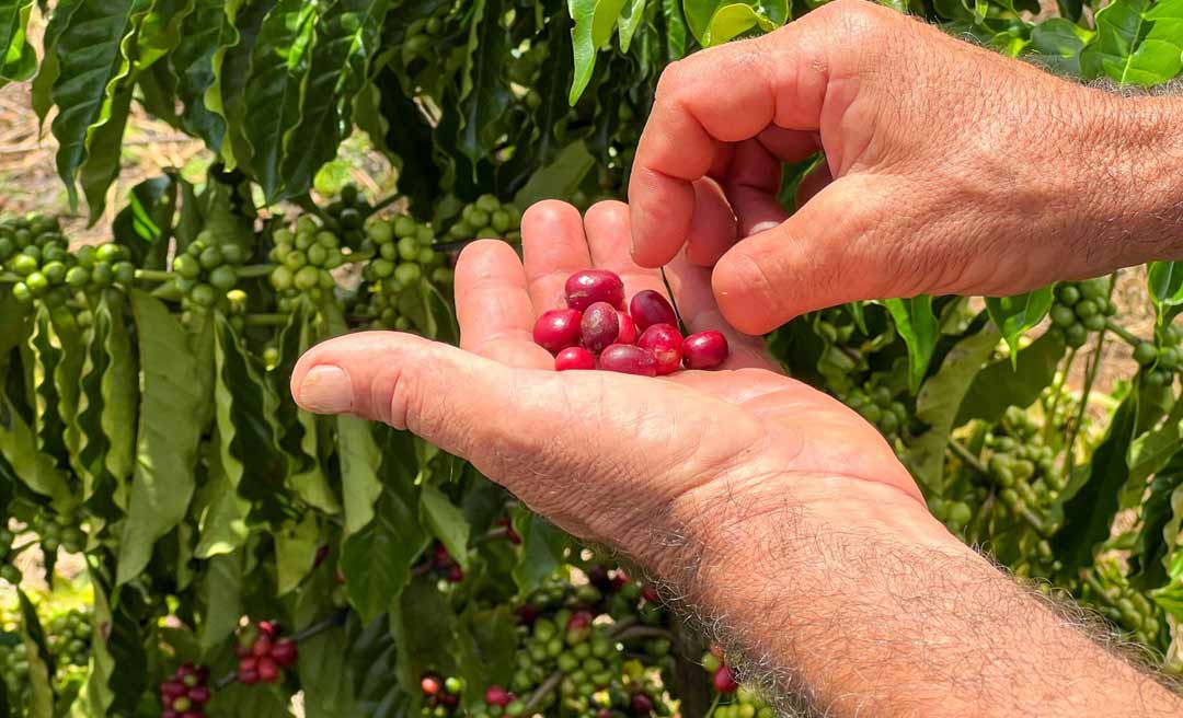 Acre deverá plantar mais de 1 milhão de mudas de café em 2023