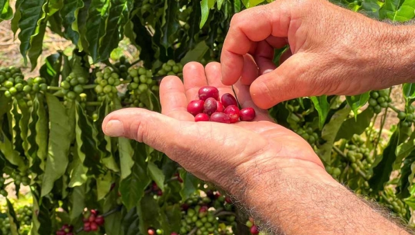 Acre deverá plantar mais de 1 milhão de mudas de café em 2023