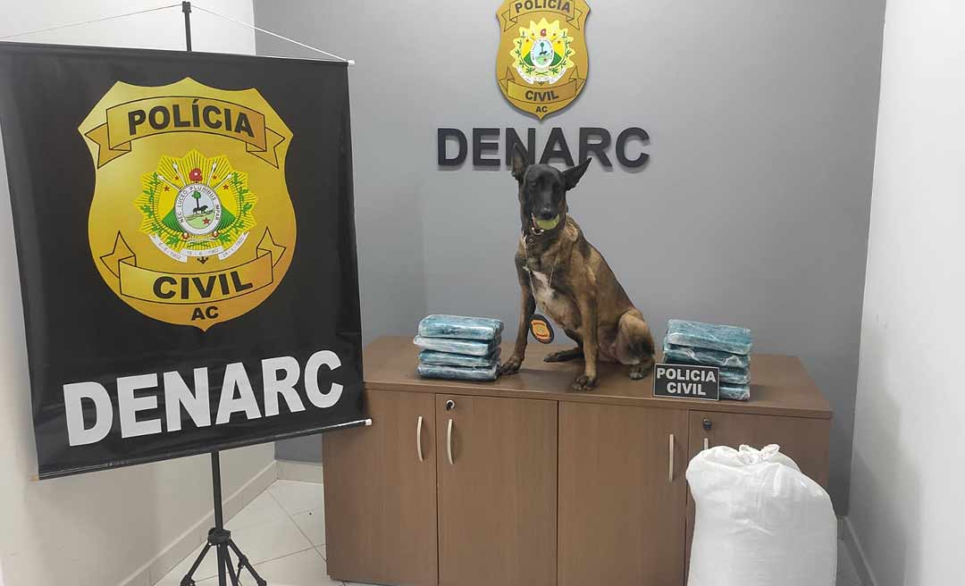 Cadela Gana auxilia polícia na apreensão de mais de 8 kg de droga em saco de farinha no Acre