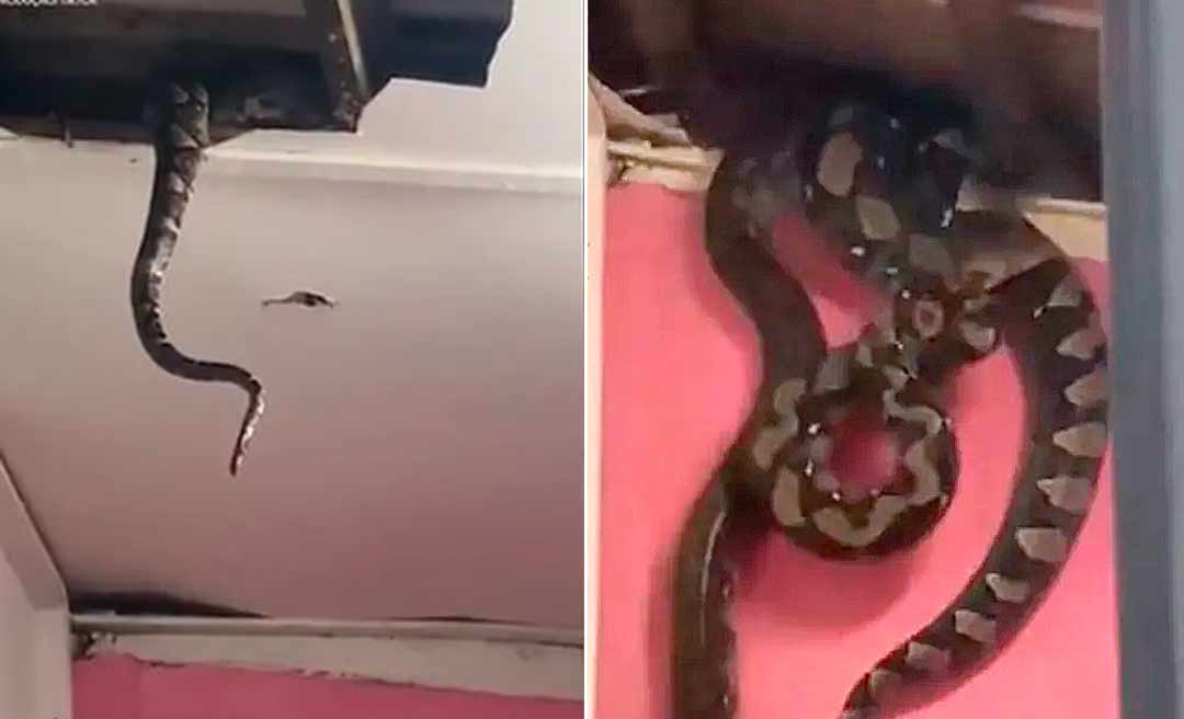 Cobras gigantes despencam do teto e assustam moradores; vídeo