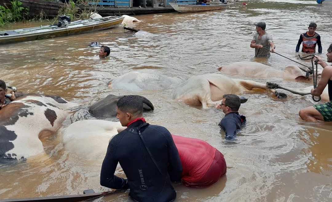 Barco com quatro pessoas e 11 bois afunda no Acre; bombeiros fazem resgate