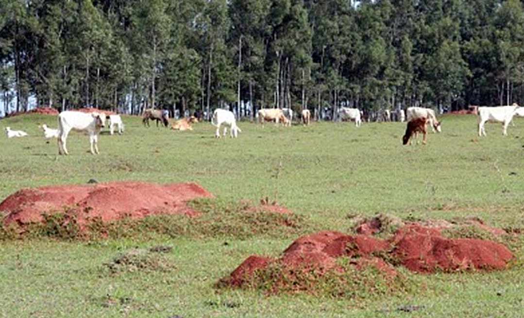 Estudo feito no Acre com formigas revela os efeitos da pecuária na Amazônia