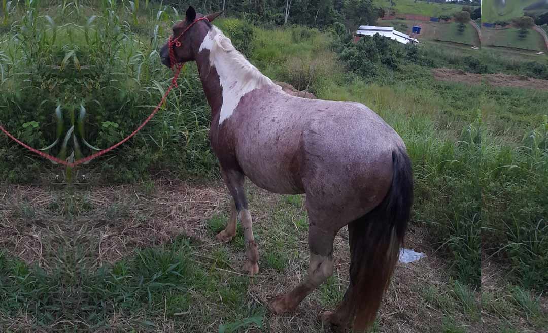 Polícia identifica homens que espancaram égua no interior do Acre e disseminaram o vídeo nas redes sociais