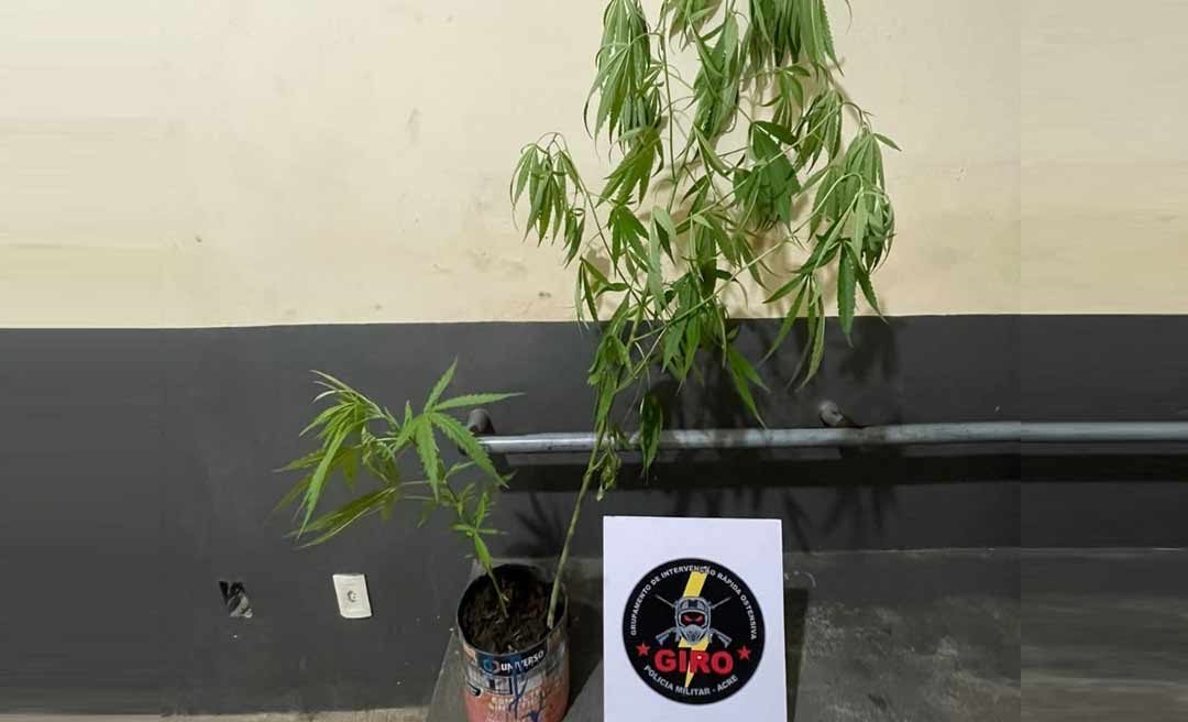 Adolescente que cultivava maconha no fundo do quintal é apreendido pela PM