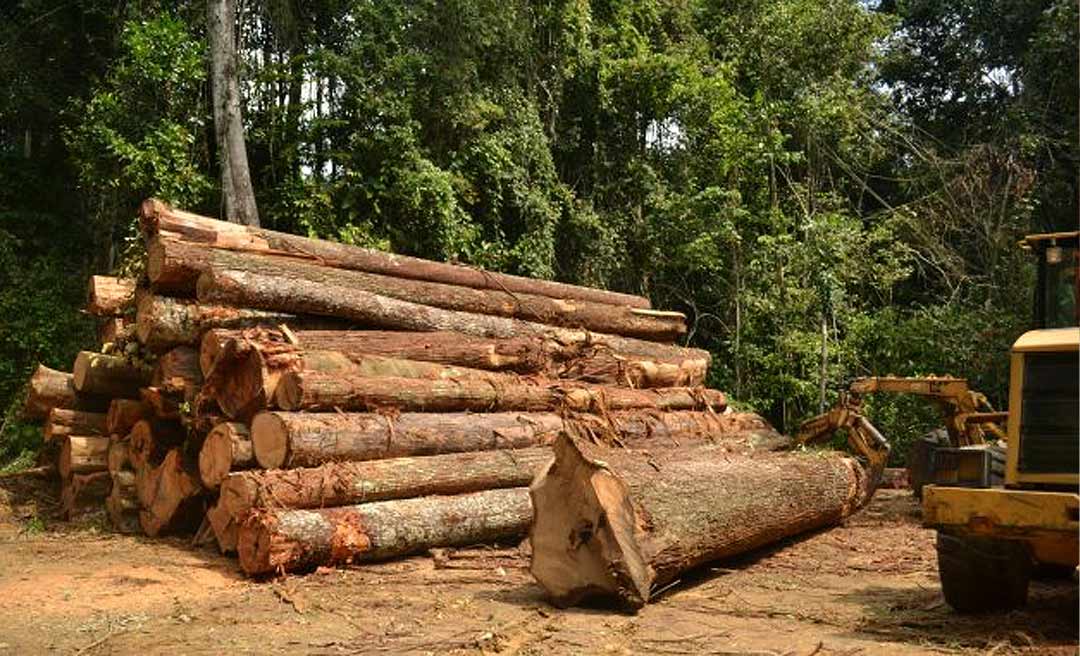 Indústria da madeira é surpreendida com bloqueio de pátios florestais no Acre e medida pode afetar frigoríficos, padarias e construção civil