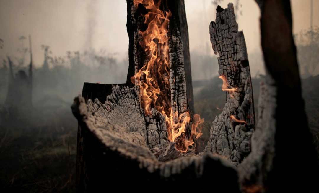 Acre desmatou em média 177 hectares por dia nos últimos quatro anos, mostra MapBiomas