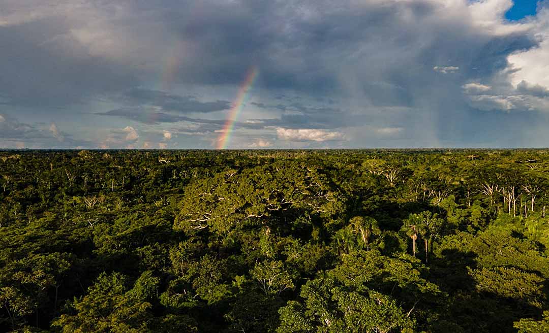 Alertas de desmatamento no Acre reduzem 38% nos primeiros três meses do ano