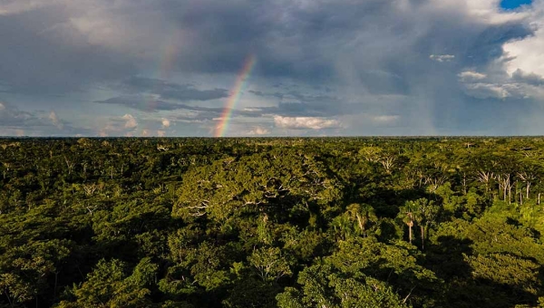 Alertas de desmatamento no Acre reduzem 38% nos primeiros três meses do ano