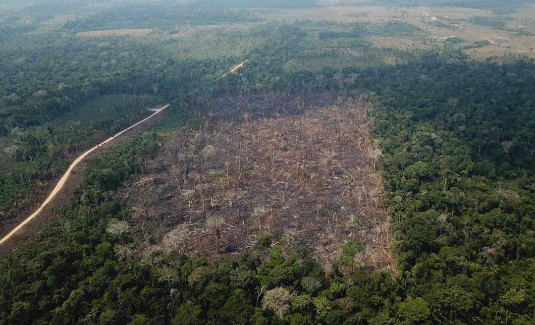 Desmatamento: Acre registra alta na devastação da floresta, alerta Imazon