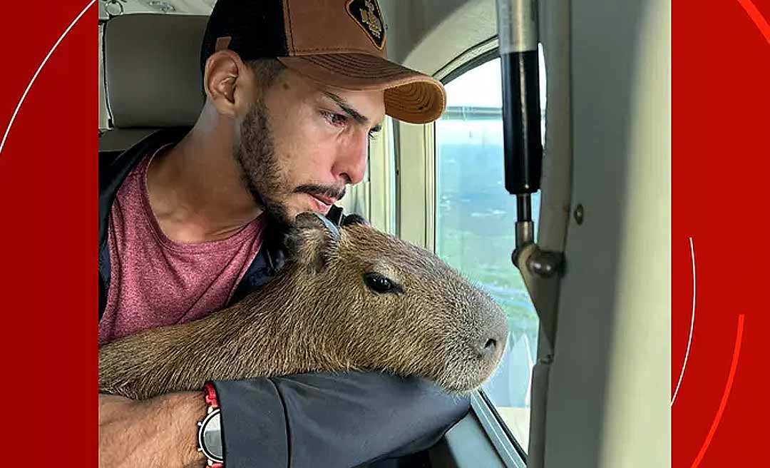 Influencer entrega capivara 'Filó' ao Ibama, em Manaus: 'Seu verdadeiro habitat natural é meu coração'