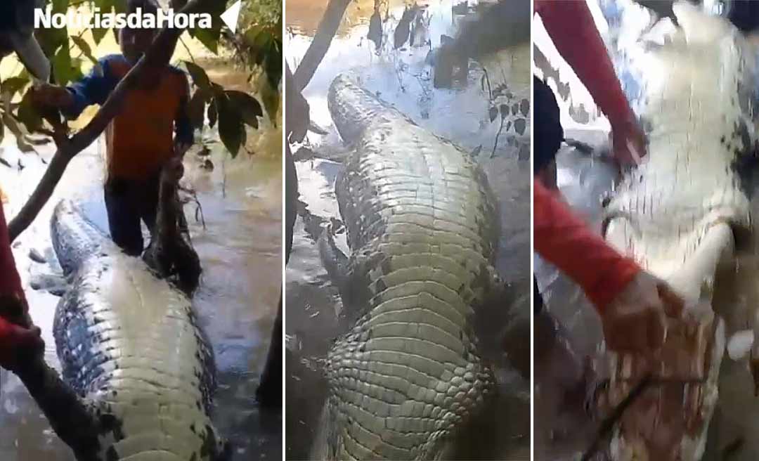 Pescadores capturam e matam jacaré gigante no rio Iquiri no Acre; “Isso aqui é o trabalho para não rasgar malhadeira”, diz pescador