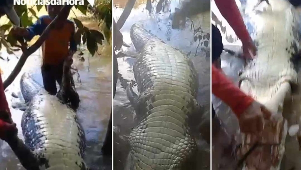 Pescadores capturam e matam jacaré gigante no rio Iquiri no Acre; “Isso aqui é o trabalho para não rasgar malhadeira”, diz pescador