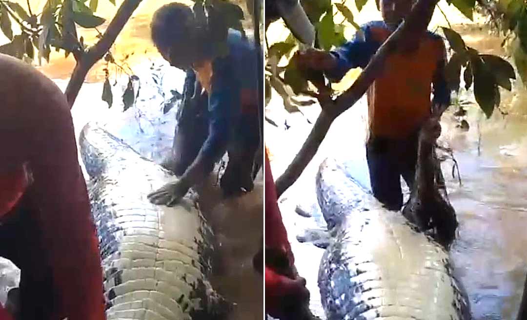 Ibama tenta identificar pescadores que capturaram e mataram jacaré-açu no Acre