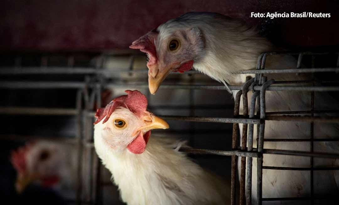 Gripe aviária: Ministério da Agricultura e Pecuária decreta situação de emergência zoossanitária