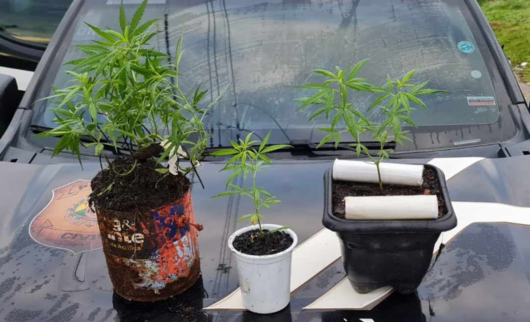 Homem que cultivava maconha no quintal é preso em flagrante na cidade de Cruzeiro do Sul