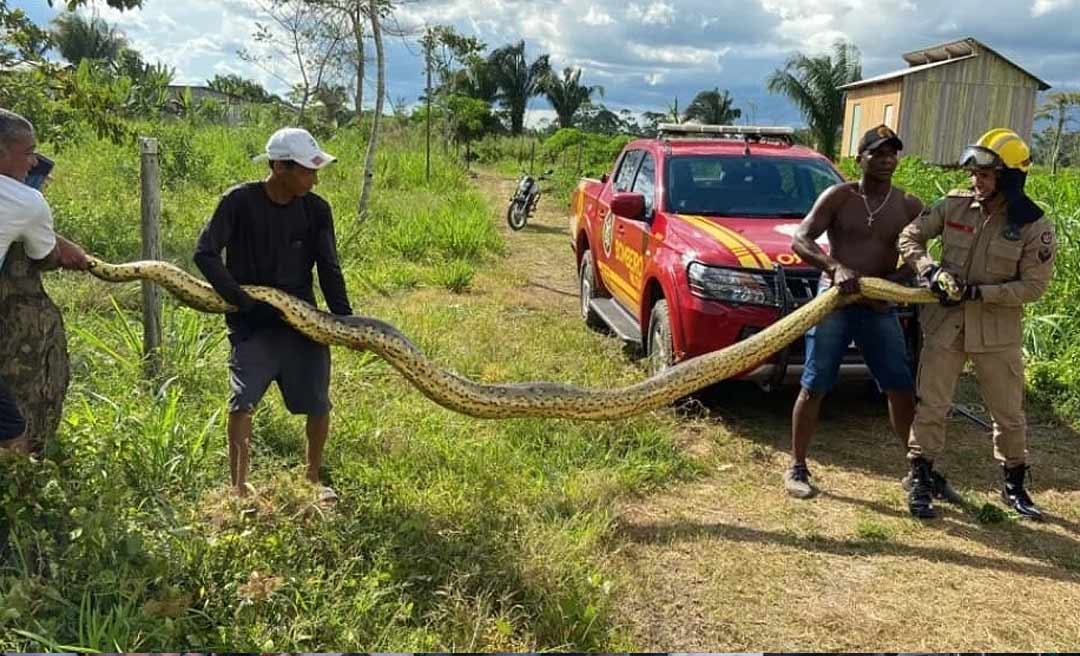 Cobra de quase seis metros é capturada no Rio Iaco dias após desaparecimento de criança no manancial