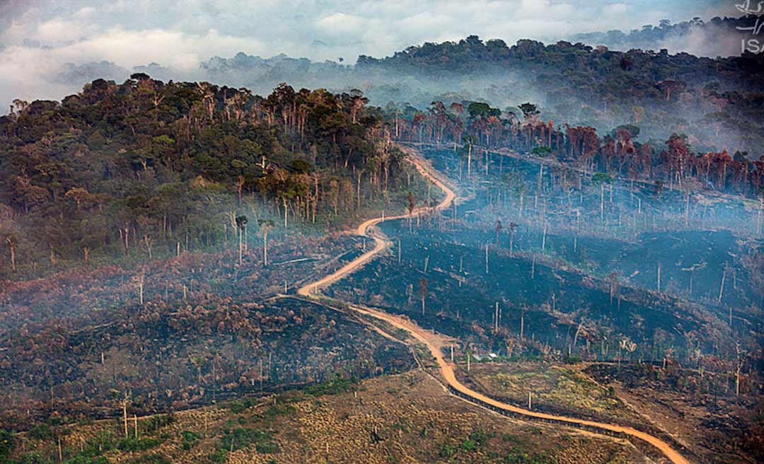 Nos primeiros meses de 2023, desmatamento diminuiu 50% em relação a 2022, aponta pesquisa